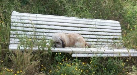 Perrito durmiendo en un banco en el parque