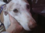 Devuelven (galguito llevaba años buscando hogar meses adoptado) madrid.