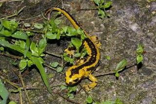 Salamandras en Asturias amenazadas