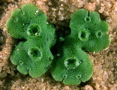 Las Plantas en la Antigüedad