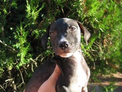 GONSO, pitbull de 2 meses que no quieren por tener la nariz partida. (Córdoba)