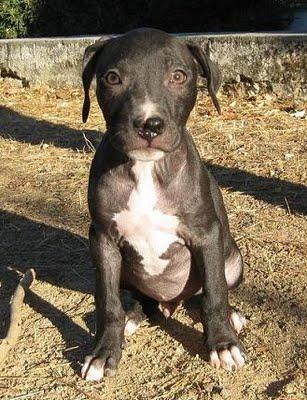 GONSO, pitbull de 2 meses que no quieren por tener la nariz partida. (Córdoba)