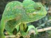 Nacen Zoobotánico Jerez crías camaleón