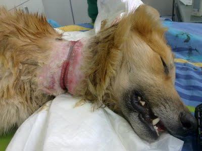 Lo han intentado ahorcar y tiene una pata rota