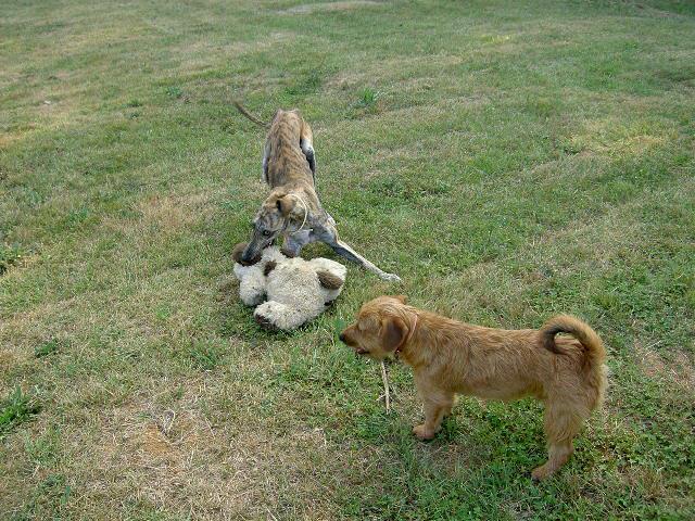 Historias de adoptados. Ray