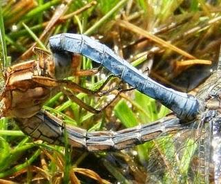 Libélulas, copulando en corazón