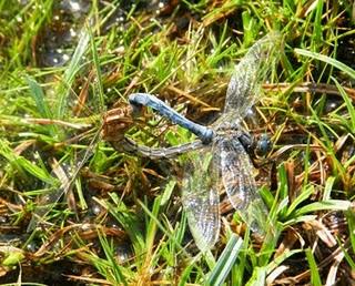 Libélulas, copulando en corazón