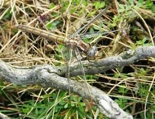 Libélulas, copulando en corazón