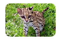 Disponible Ubuntu 11.10 Beta1, Oneiric Ocelot