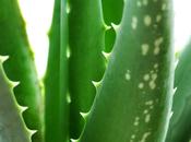 Cultivemos Aloe Vera (Sabila)