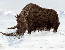 Hallan restos de un gigantesco rinoceronte lanudo en el Himalaya Hallan restos de un gigantesco rinoceronte lanudo en el Himalaya