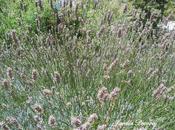 Saquitos Lavanda