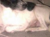 Mama lola, tirada saco basura atado, cachorros-murcia, urge acogida, esta aterrorizada