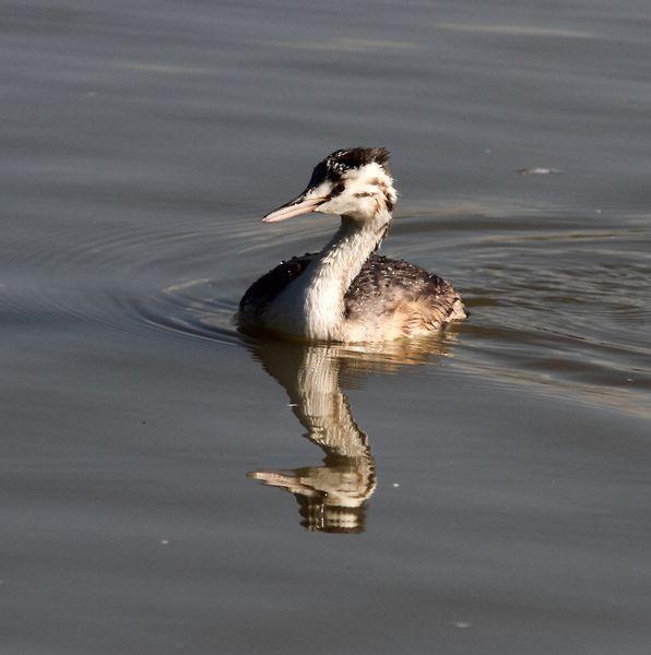 SALBURUA-VITORIA-ALAVA Y EL RASCÓN