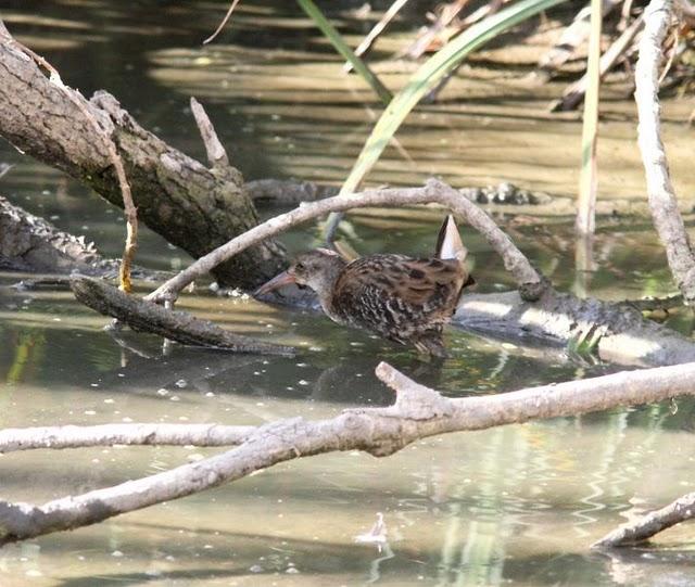 SALBURUA-VITORIA-ALAVA Y EL RASCÓN