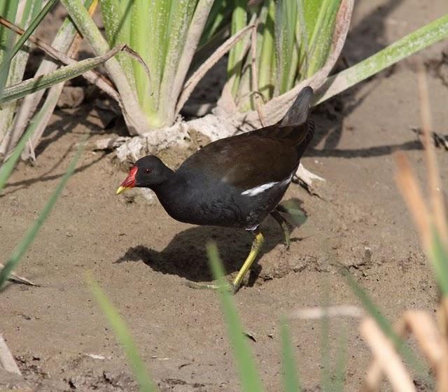 SALBURUA-VITORIA-ALAVA Y EL RASCÓN