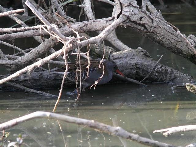 SALBURUA-VITORIA-ALAVA Y EL RASCÓN
