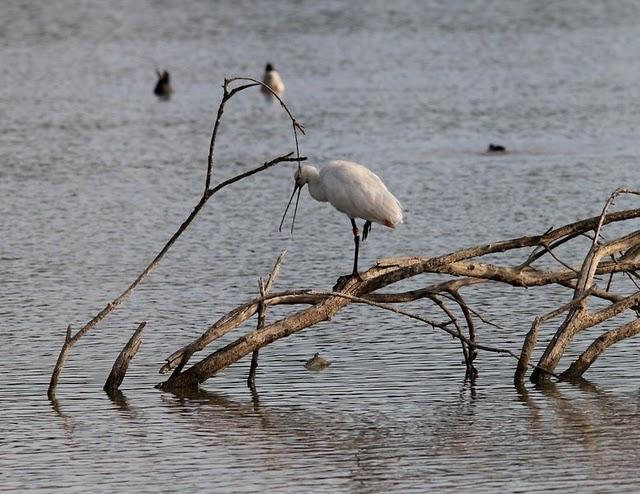 SALBURUA-VITORIA-ALAVA Y EL RASCÓN