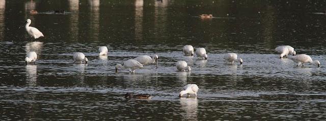 SALBURUA-VITORIA-ALAVA Y EL RASCÓN