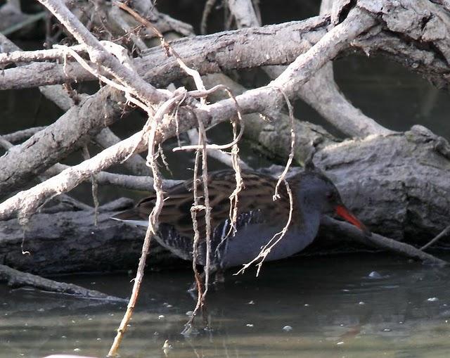 SALBURUA-VITORIA-ALAVA Y EL RASCÓN
