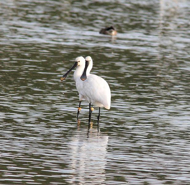 SALBURUA-VITORIA-ALAVA Y EL RASCÓN