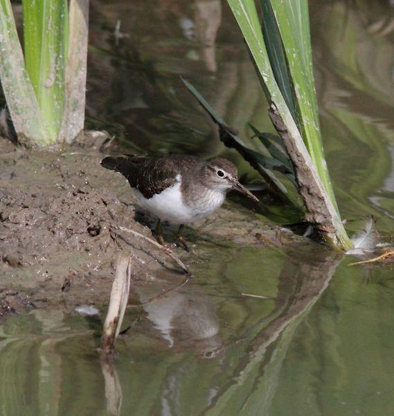 SALBURUA-VITORIA-ALAVA Y EL RASCÓN