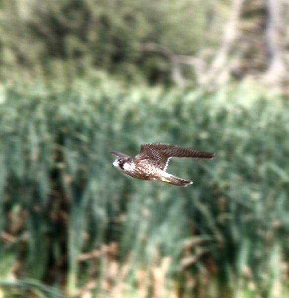 SALBURUA-VITORIA-ALAVA Y EL RASCÓN