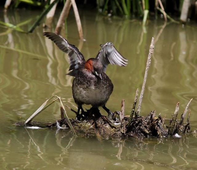 SALBURUA-VITORIA-ALAVA Y EL RASCÓN