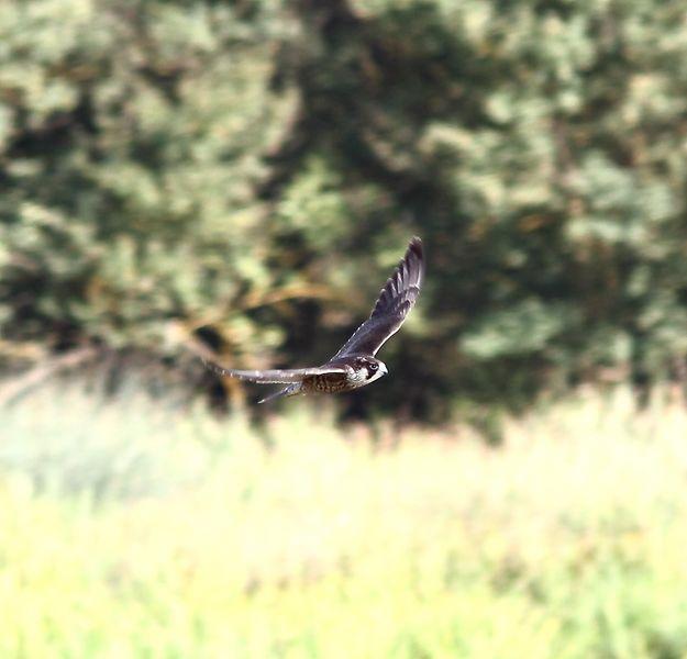 SALBURUA-VITORIA-ALAVA Y EL RASCÓN