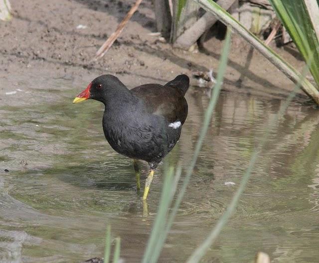 SALBURUA-VITORIA-ALAVA Y EL RASCÓN