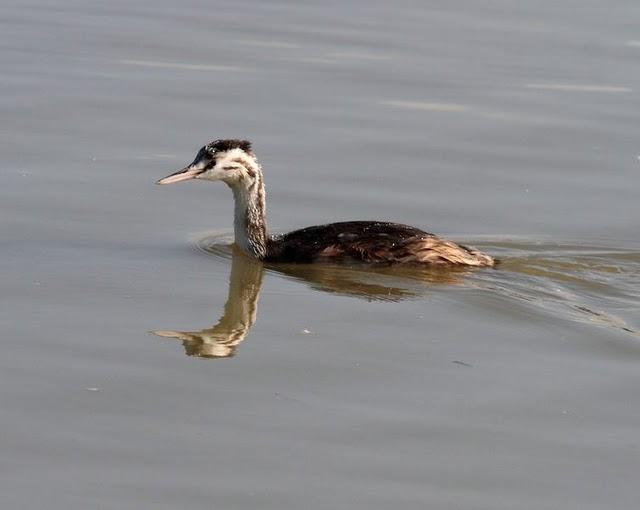 SALBURUA-VITORIA-ALAVA Y EL RASCÓN