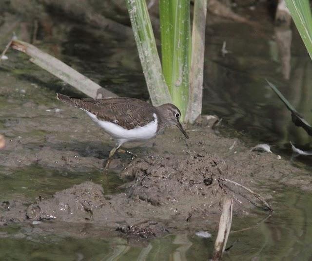 SALBURUA-VITORIA-ALAVA Y EL RASCÓN