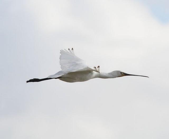 SALBURUA-VITORIA-ALAVA Y EL RASCÓN