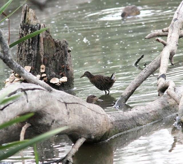 SALBURUA-VITORIA-ALAVA Y EL RASCÓN