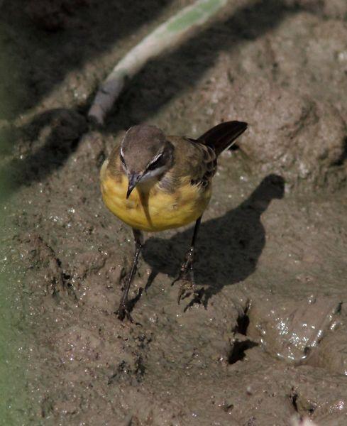 SALBURUA-VITORIA-ALAVA Y EL RASCÓN