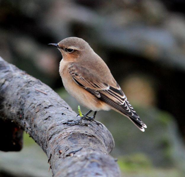 SALBURUA-VITORIA-ALAVA Y EL RASCÓN
