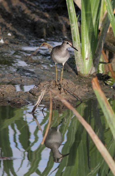 SALBURUA-VITORIA-ALAVA Y EL RASCÓN