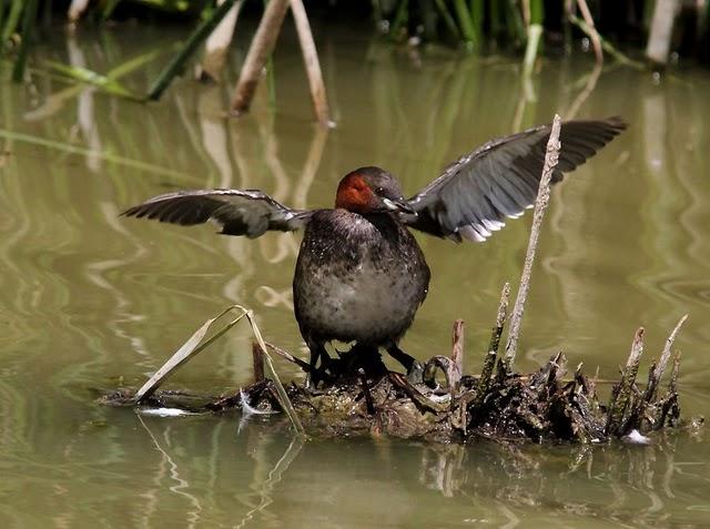 SALBURUA-VITORIA-ALAVA Y EL RASCÓN