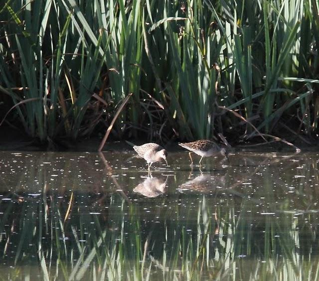 SALBURUA-VITORIA-ALAVA Y EL RASCÓN