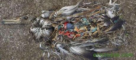 plastic-animal-impact