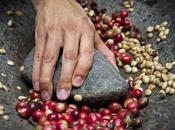Tipos cafés variedades grano tipo tostado