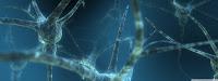 Descubren dos nuevos tipos de células gliales en el cerebro
