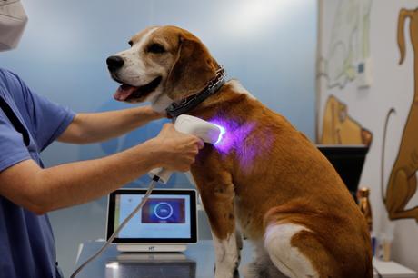 Llega a España la primera herramienta de imagen no invasiva para la detección del cáncer en perros y gatos
