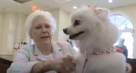 Abuelos en Miami disfrutaron de un desfile canino en el geriátrico