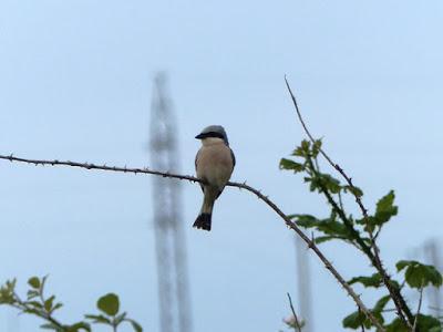 Alcaudón dorsirrojo, migración larga y extraña