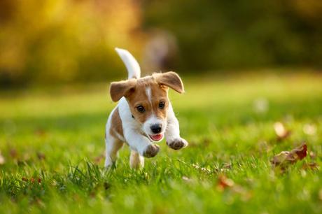 Factor Amigo: adiestrador de perros en Zaragoza