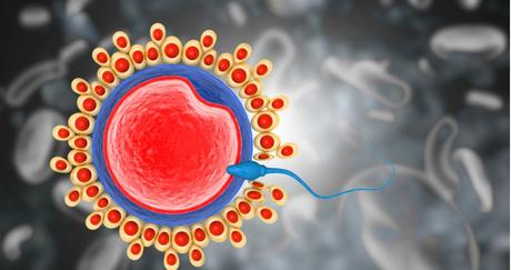 Las anomalías genéticas más graves de óvulos y espermatozoides se detectan pocas horas después de la fecundación