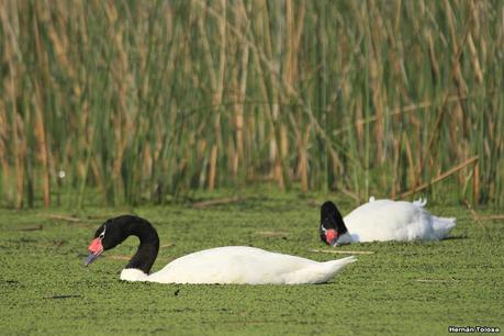 Cisnes comiendo