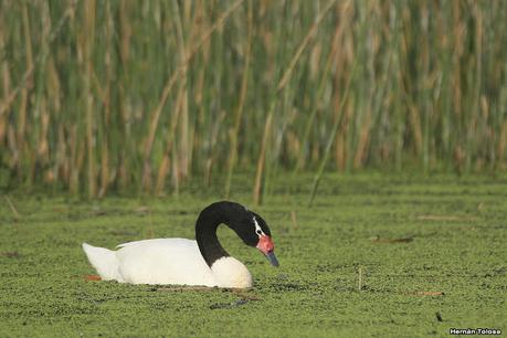 Cisnes comiendo