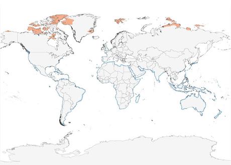 Playerito blanco (Calidris alba)